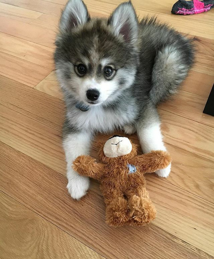Norman The Pomsky