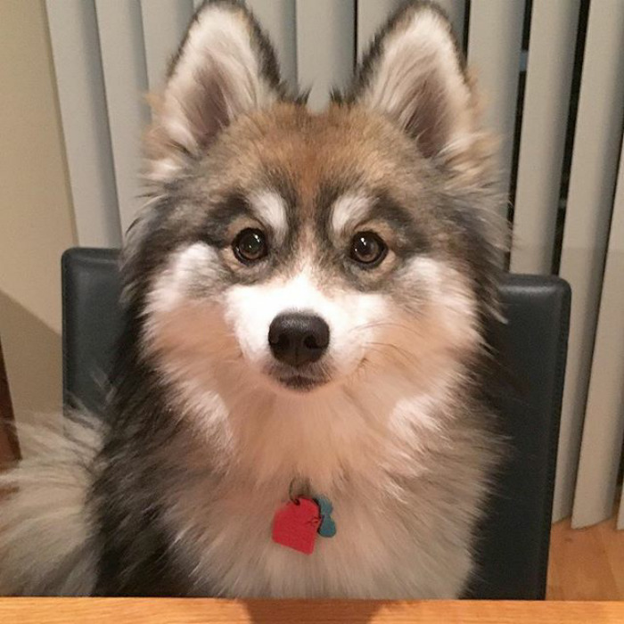Norman The Pomsky