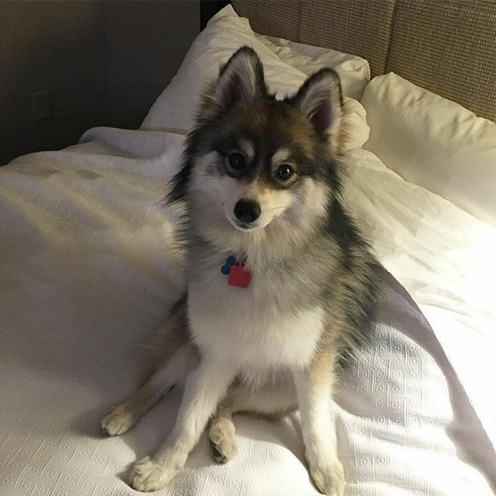 Norman The Pomsky
