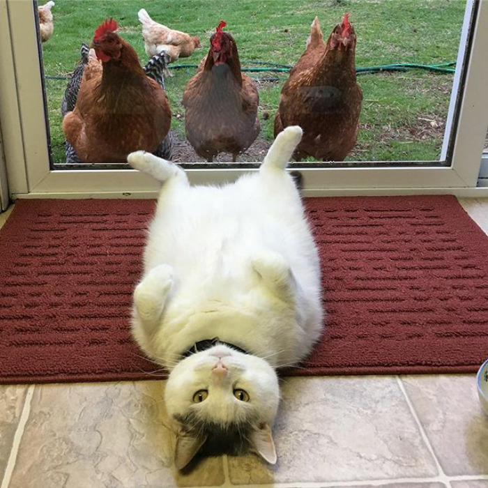 This Cat Has No Idea Why Chicks Are Going Crazy Over Him