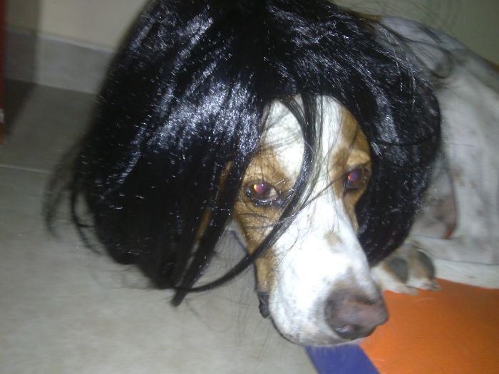 My Friend's Dog Logan Is Going To Kill Me. I Know It.