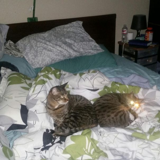 How Dare You Interrupt Naptime, Human!