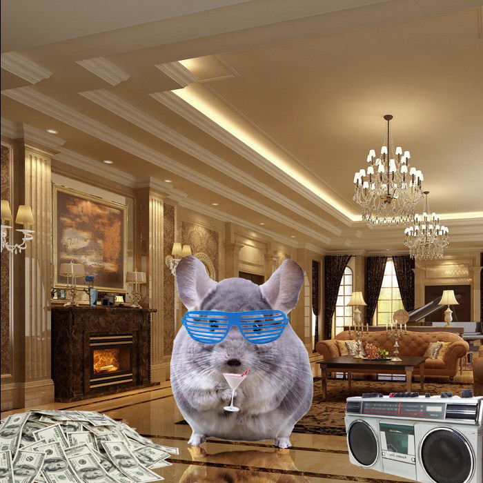 Just Realized It Said "brush" And "doodles." #chinchillin'