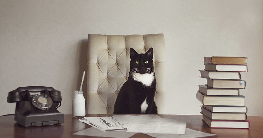 I Made A Career Out Of Annoying Cats