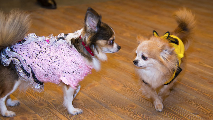 Cute Chihuahuas Playing Adorably