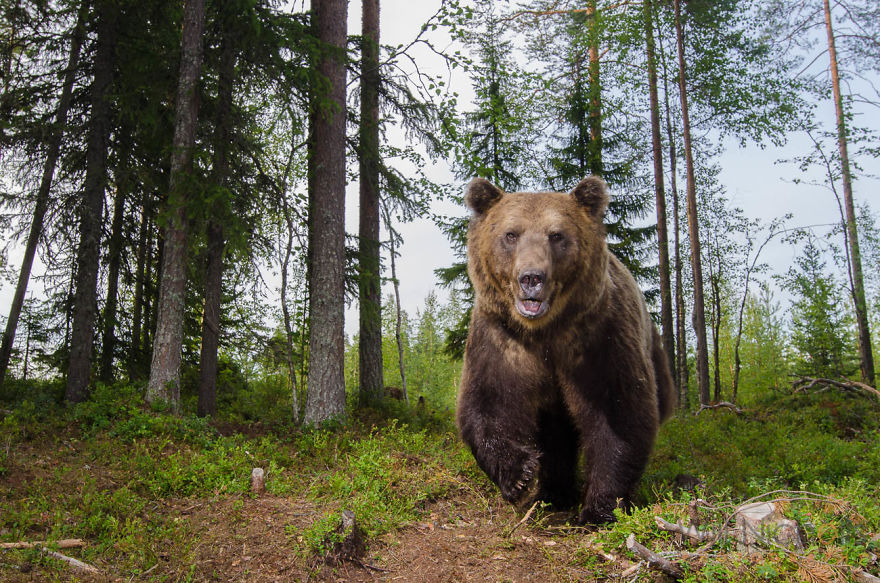 I Waited 15 Hours A Day To Find The Biggest Bear In Finland I Waited 15 Hours A Day To Find The Biggest Bear In Finland