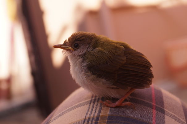 The Little One Was Learning To Fly And Landed On My Lap!