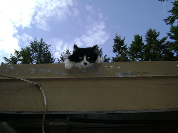 Pepsi Found A Place Safe From The Neighbor 's Dogs