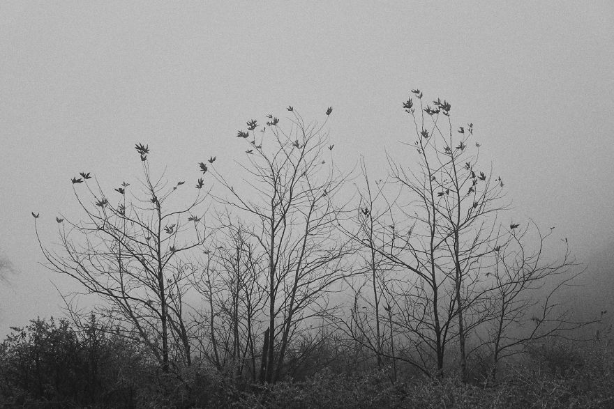 I Drive Around To Find And Photograph Dreamy Foggy Scenes