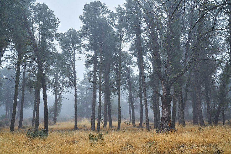 I Drive Around To Find And Photograph Dreamy Foggy Scenes