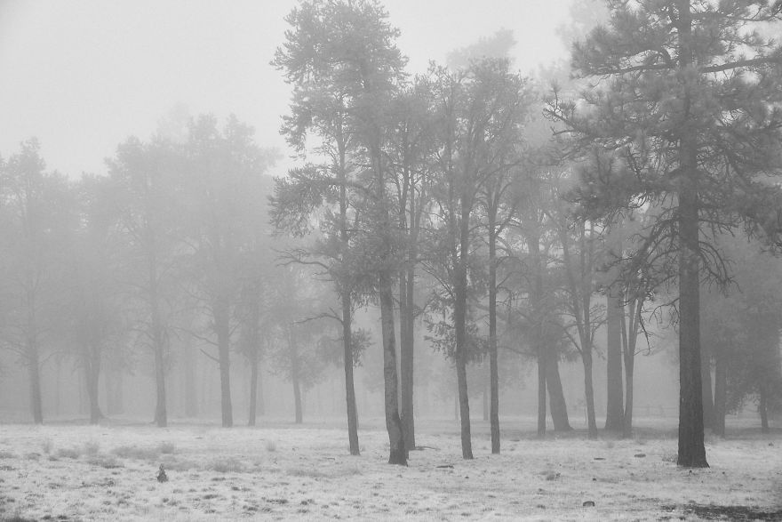 I Drive Around To Find And Photograph Dreamy Foggy Scenes