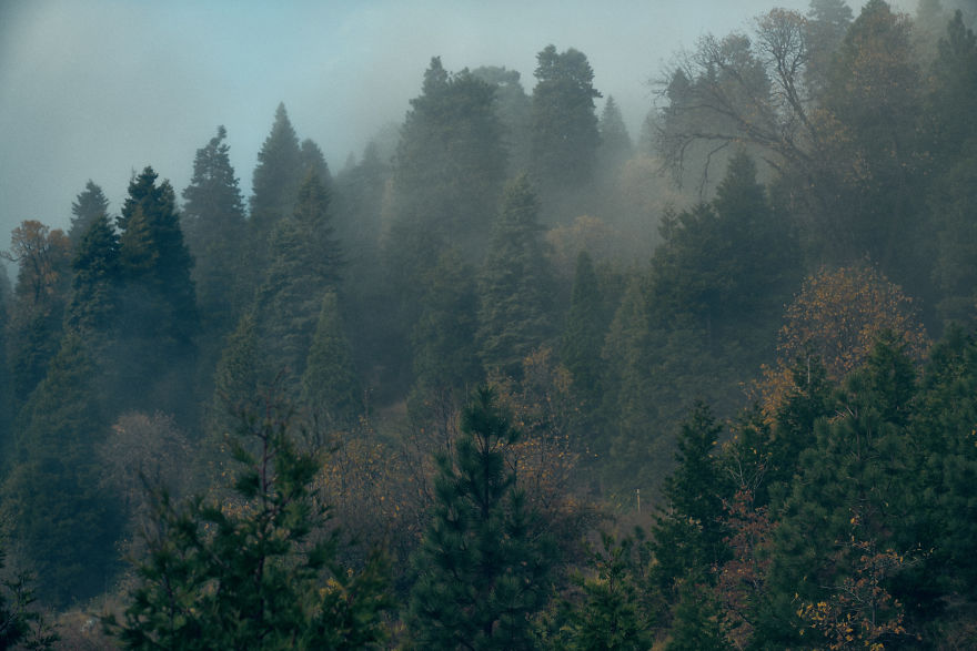 I Drive Around To Find And Photograph Dreamy Foggy Scenes