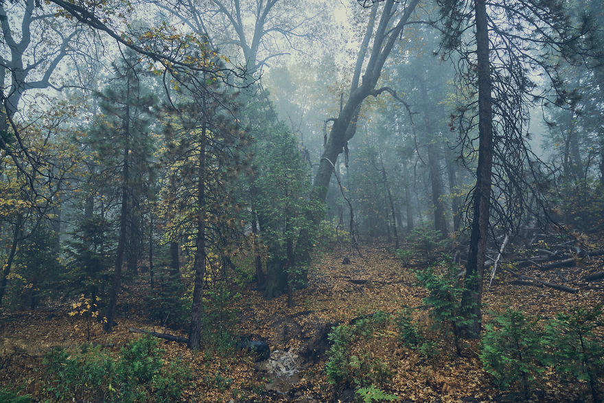 I Drive Around To Find And Photograph Dreamy Foggy Scenes