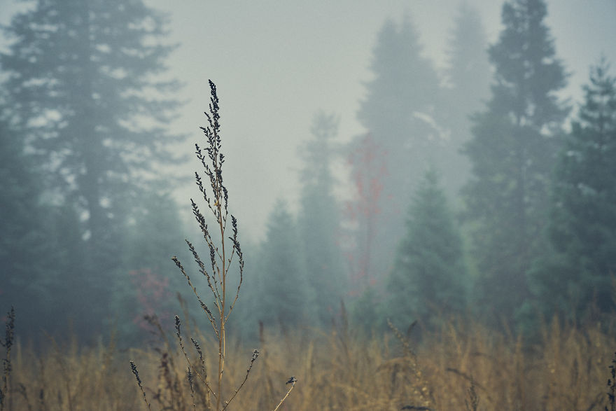 I Drive Around To Find And Photograph Dreamy Foggy Scenes