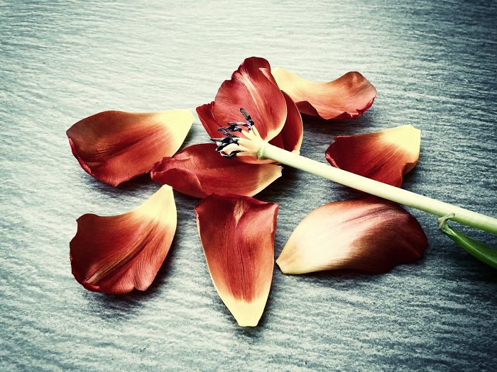 My Still Life Photography