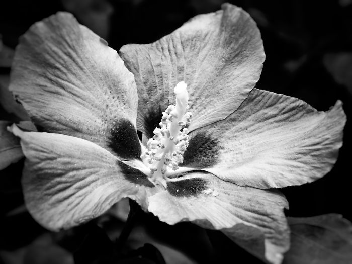 Black And White Flowers