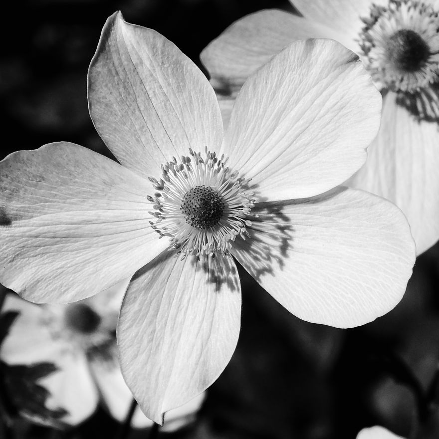 Black And White Flowers