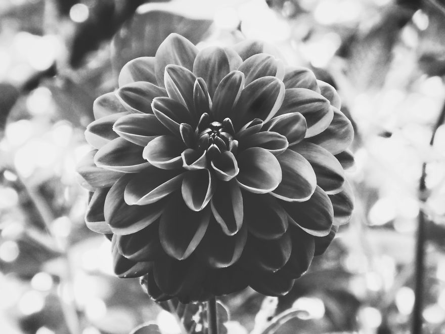 Black And White Flowers