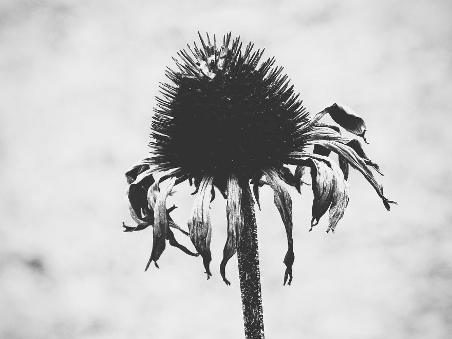 Black And White Flowers