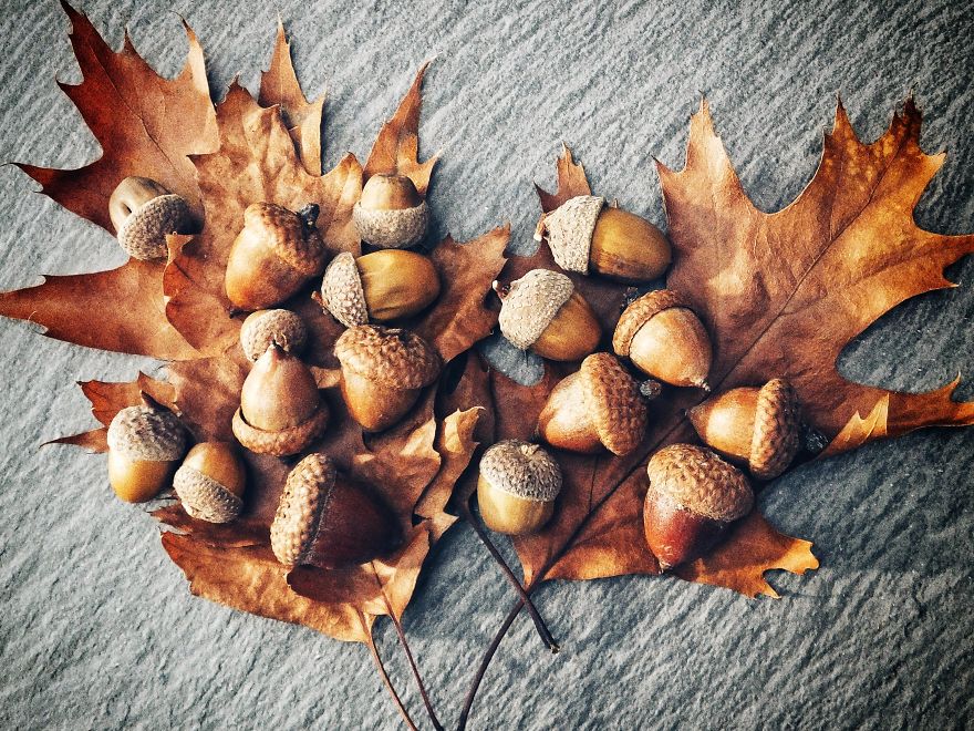 My Still Life Photography