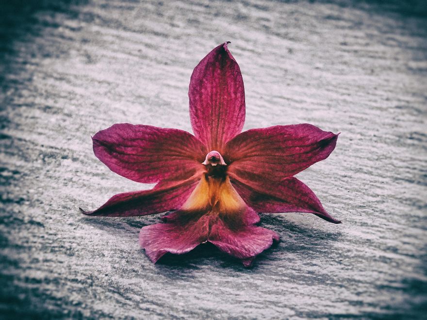 My Still Life Photography