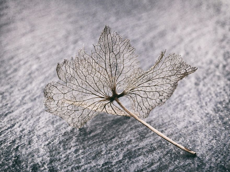 My Still Life Photography