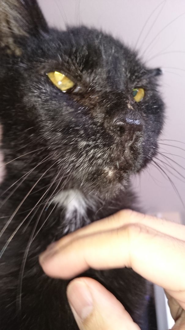 I Would Always Wake Up To Jiggly Staring At Me, Sitting On My Chest.