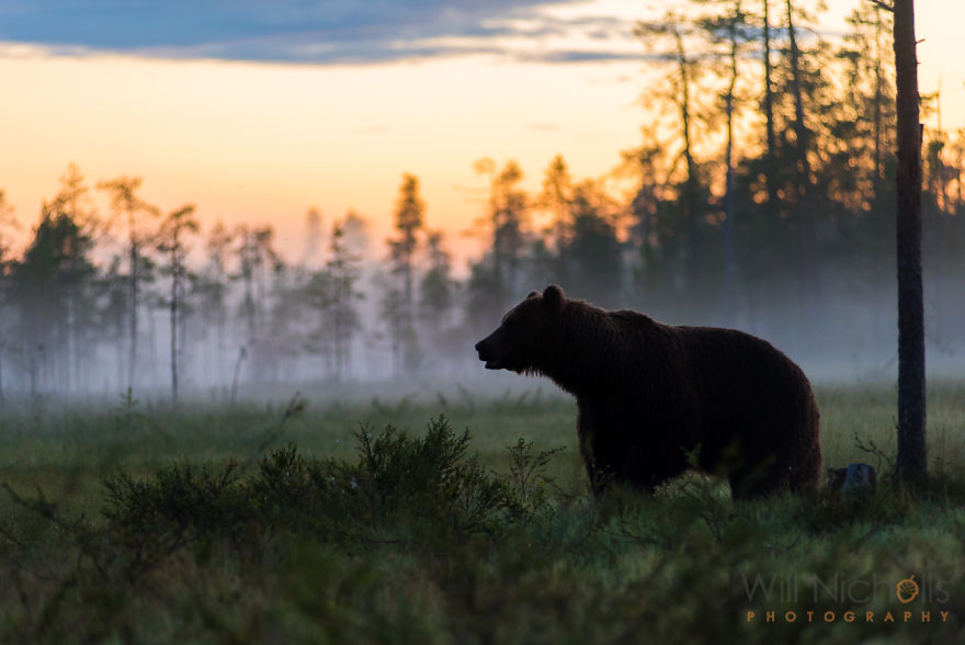 I Waited 15 Hours A Day To Find The Biggest Bear In Finland I Waited 15 Hours A Day To Find The Biggest Bear In Finland