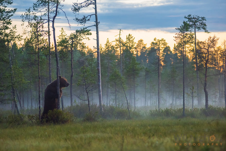 I Waited 15 Hours A Day To Find The Biggest Bear In Finland I Waited 15 Hours A Day To Find The Biggest Bear In Finland