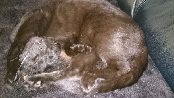 Baghira✝️ Was Melting On The Sofa