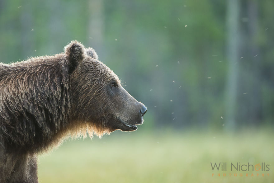 I Waited 15 Hours A Day To Find The Biggest Bear In Finland I Waited 15 Hours A Day To Find The Biggest Bear In Finland