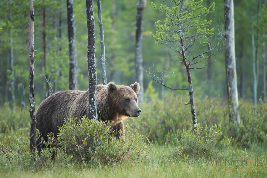 I Waited 15 Hours A Day To Find The Biggest Bear In Finland I Waited 15 Hours A Day To Find The Biggest Bear In Finland