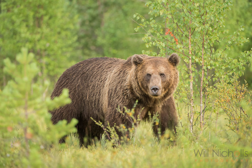 I Waited 15 Hours A Day To Find The Biggest Bear In Finland I Waited 15 Hours A Day To Find The Biggest Bear In Finland