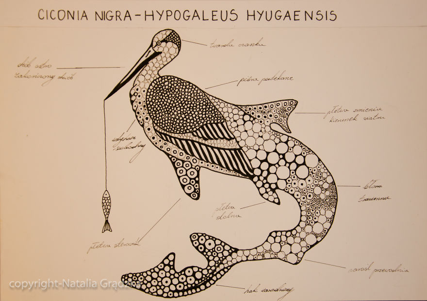 I Drew Animal Hybrids That Could Never Appear In Nature I Drew Animal Hybrids That Could Never Appear In Nature