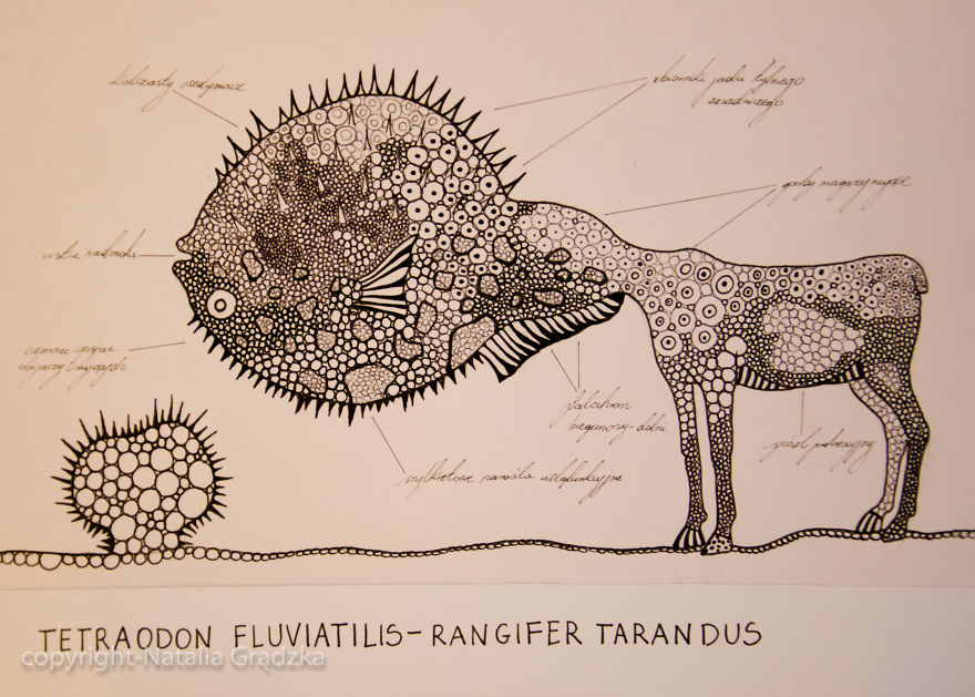 I Drew Animal Hybrids That Could Never Appear In Nature I Drew Animal Hybrids That Could Never Appear In Nature