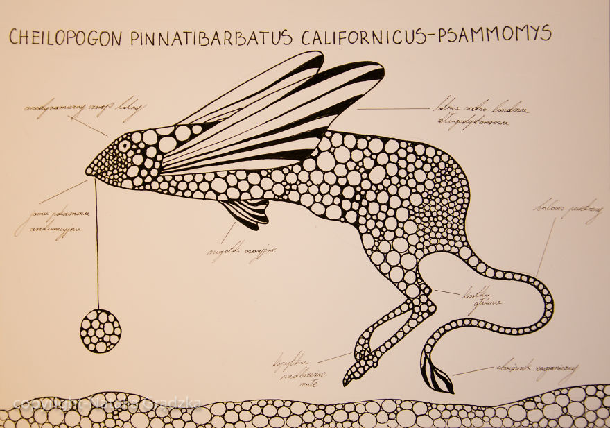 I Drew Animal Hybrids That Could Never Appear In Nature I Drew Animal Hybrids That Could Never Appear In Nature