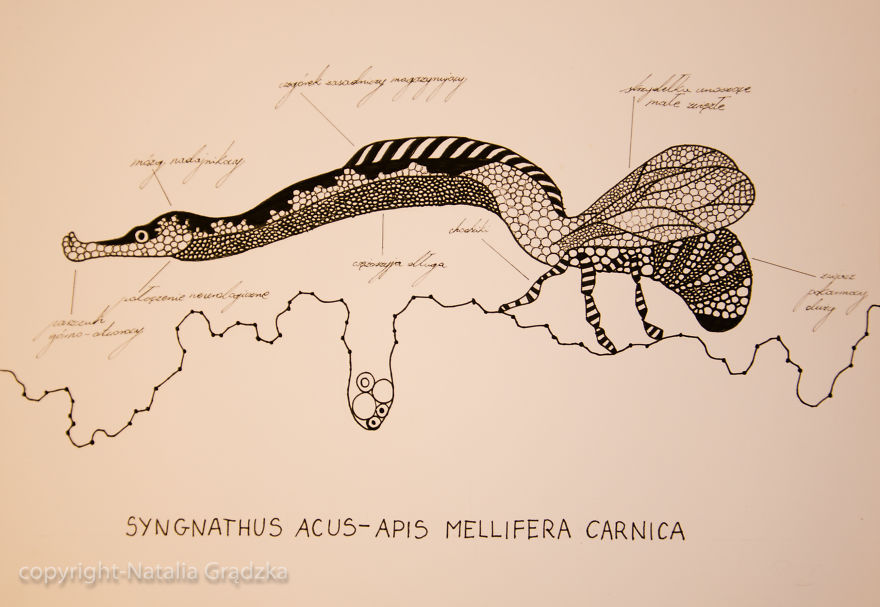 I Drew Animal Hybrids That Could Never Appear In Nature I Drew Animal Hybrids That Could Never Appear In Nature