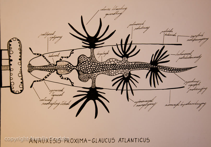 I Drew Animal Hybrids That Could Never Appear In Nature I Drew Animal Hybrids That Could Never Appear In Nature