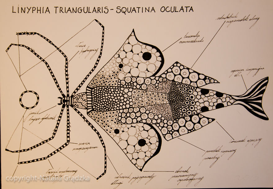 I Drew Animal Hybrids That Could Never Appear In Nature I Drew Animal Hybrids That Could Never Appear In Nature