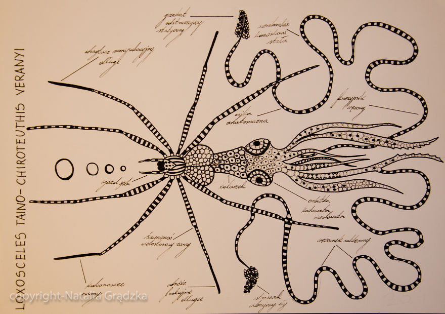 I Drew Animal Hybrids That Could Never Appear In Nature I Drew Animal Hybrids That Could Never Appear In Nature