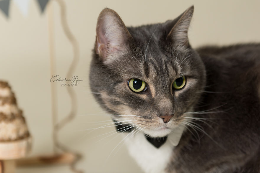 I Love My Cat And Did A Birthday Cake Smash Photoshoot For His 10th Birthday Because I'm Crazy