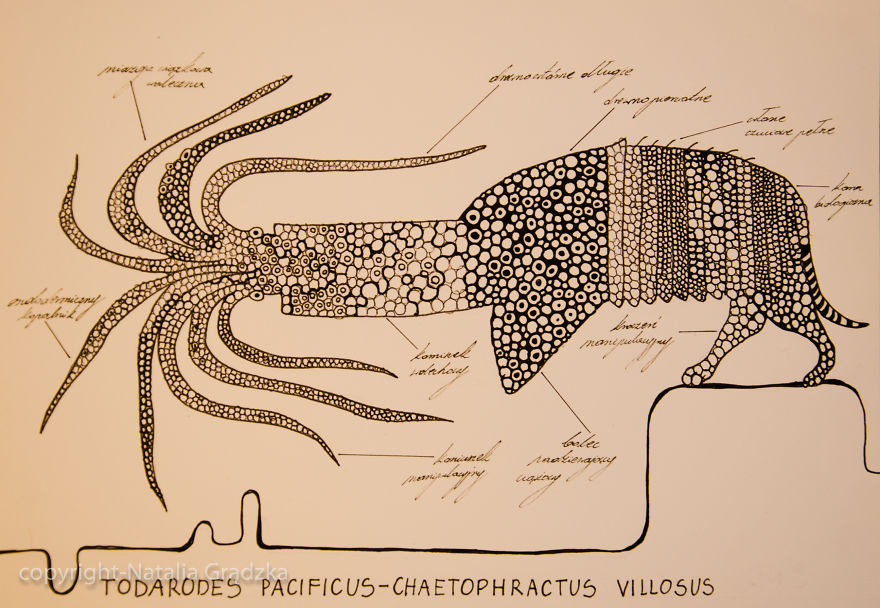 I Drew Animal Hybrids That Could Never Appear In Nature I Drew Animal Hybrids That Could Never Appear In Nature