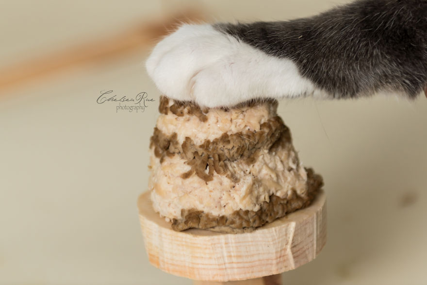 I Love My Cat And Did A Birthday Cake Smash Photoshoot For His 10th Birthday Because I'm Crazy