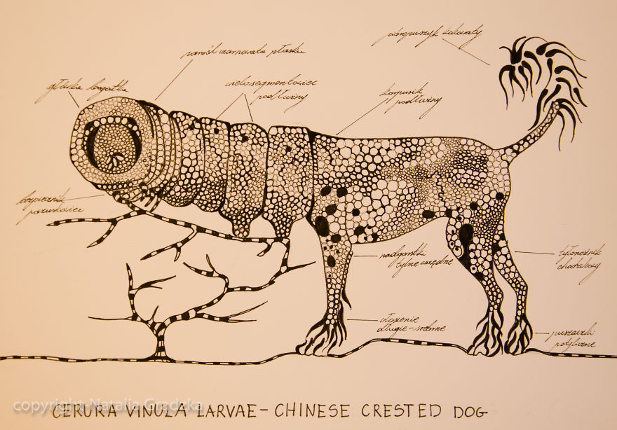 I Drew Animal Hybrids That Could Never Appear In Nature I Drew Animal Hybrids That Could Never Appear In Nature