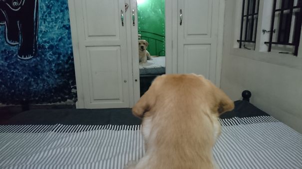 Simba's First Night On My Bed. Wouldn't Stop Staring At Himself. Narcissistic Teddy Bear.