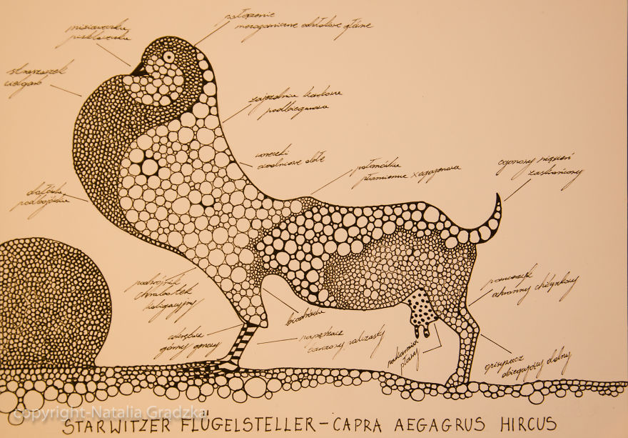 I Drew Animal Hybrids That Could Never Appear In Nature I Drew Animal Hybrids That Could Never Appear In Nature