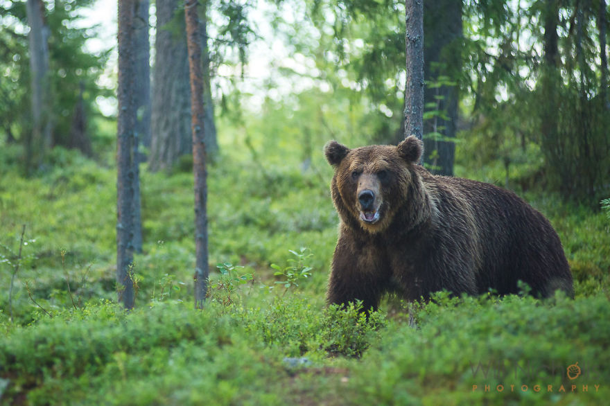 I Waited 15 Hours A Day To Find The Biggest Bear In Finland I Waited 15 Hours A Day To Find The Biggest Bear In Finland