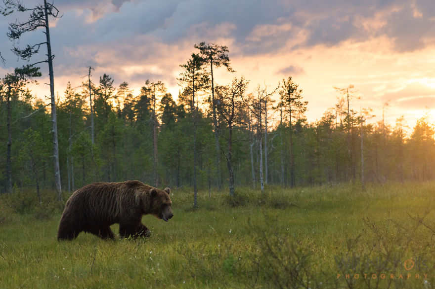 I Waited 15 Hours A Day To Find The Biggest Bear In Finland I Waited 15 Hours A Day To Find The Biggest Bear In Finland