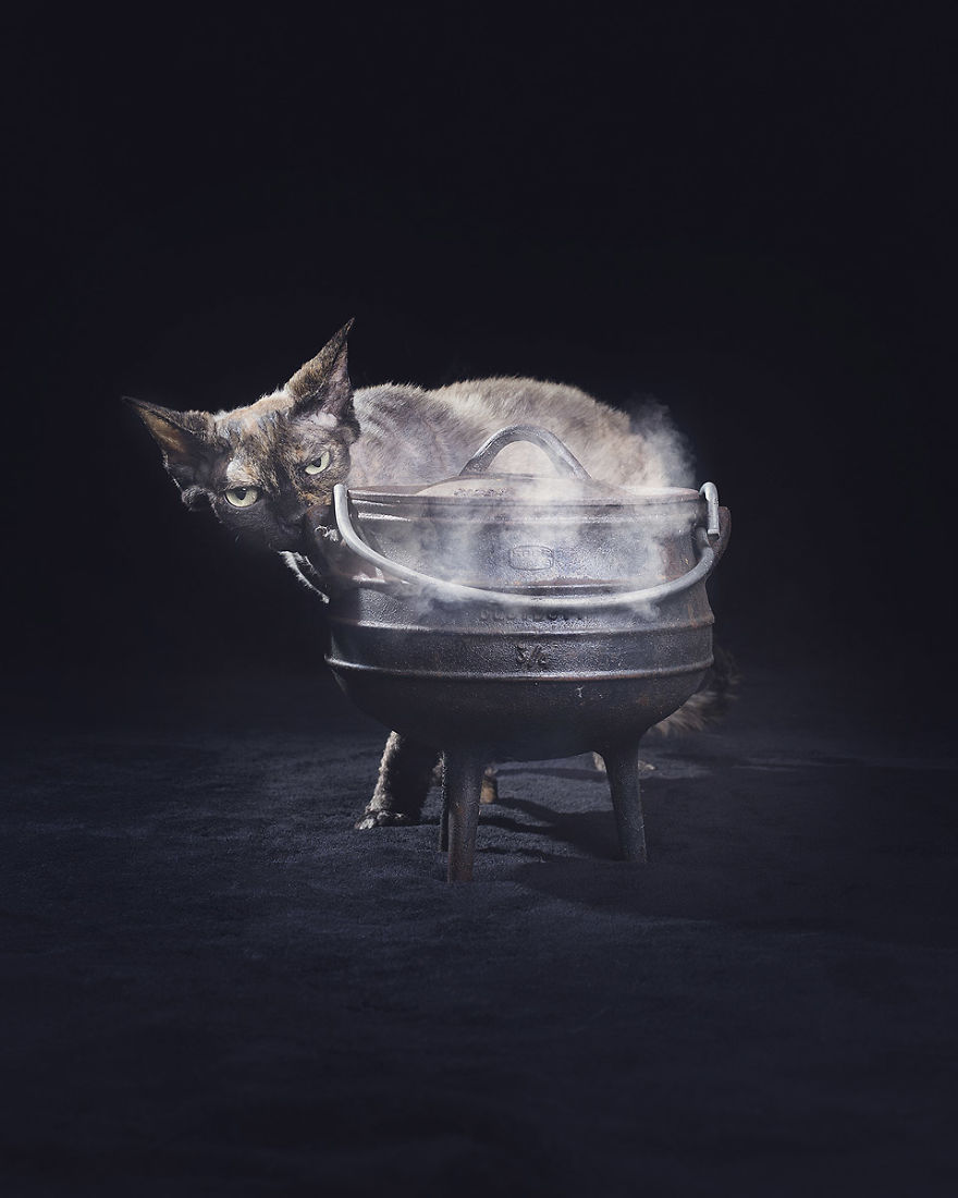 I Made A Career Out Of Annoying Cats