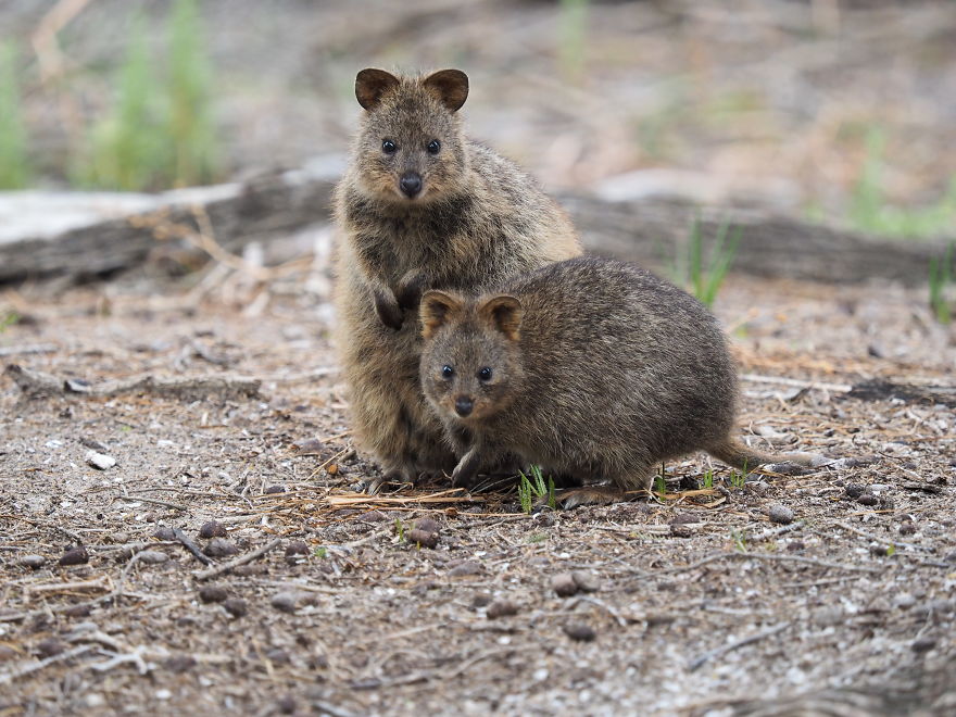 Discover The Quokkas, Among The Cutest Creatures On Earth